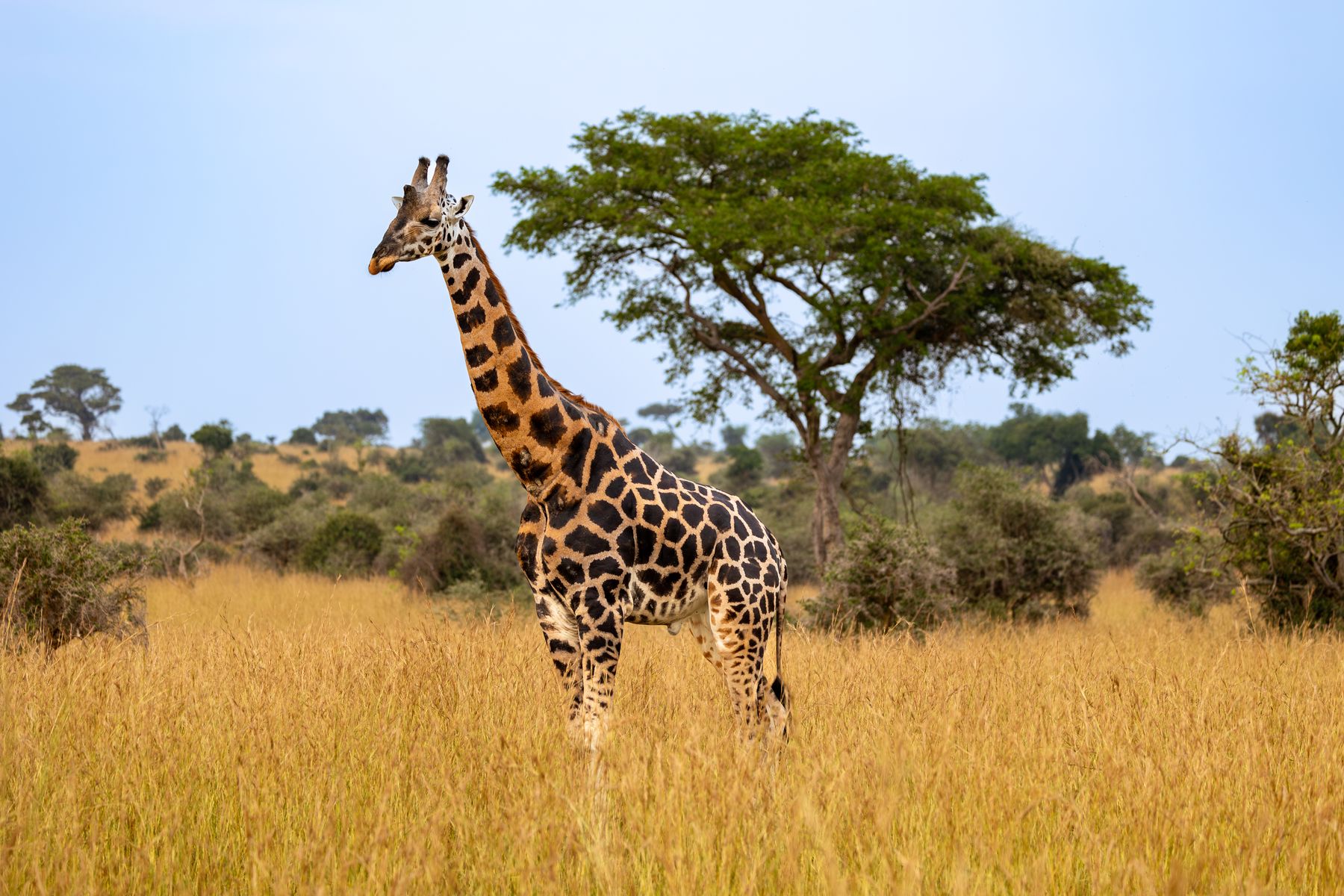 Giraffe Geriatrics